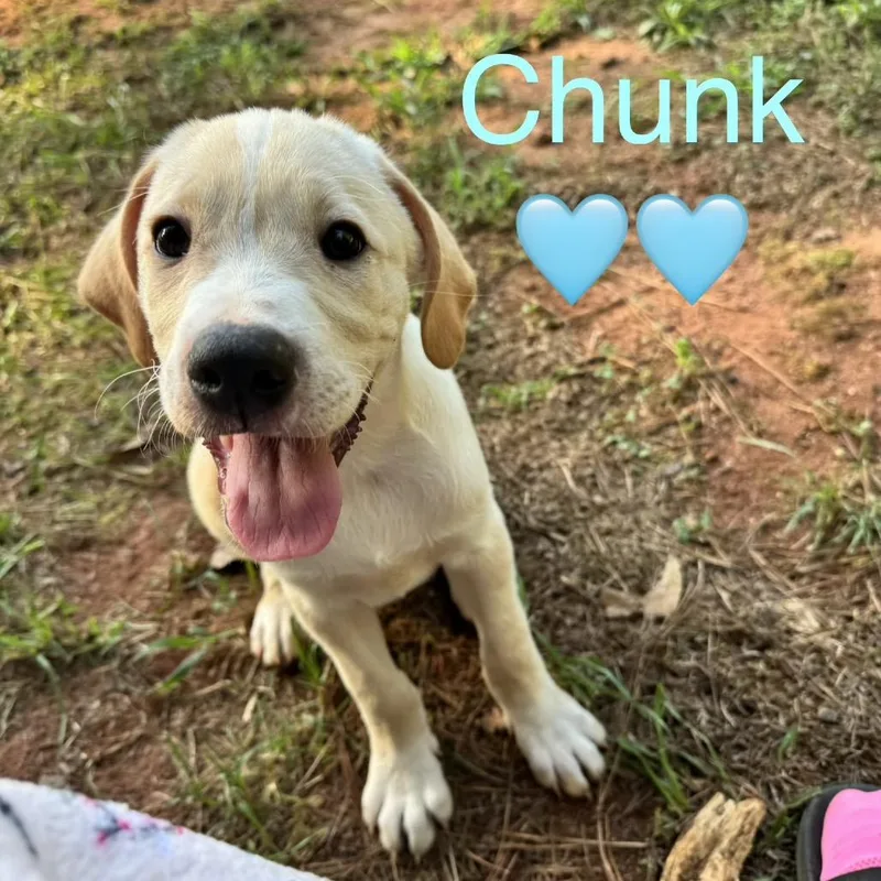 A baby medium-sized male Yellow Labrador Retriever dog named Chunk for adoption in Peachtree City, GA