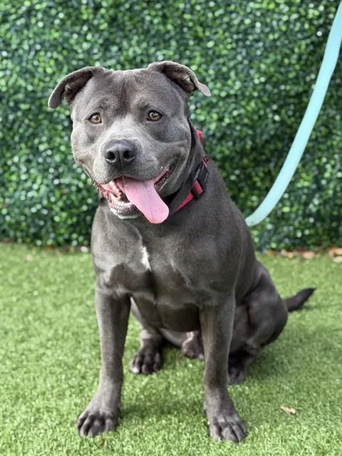 A young medium-sized male Terrier dog named Mario for adoption in Naples, FL