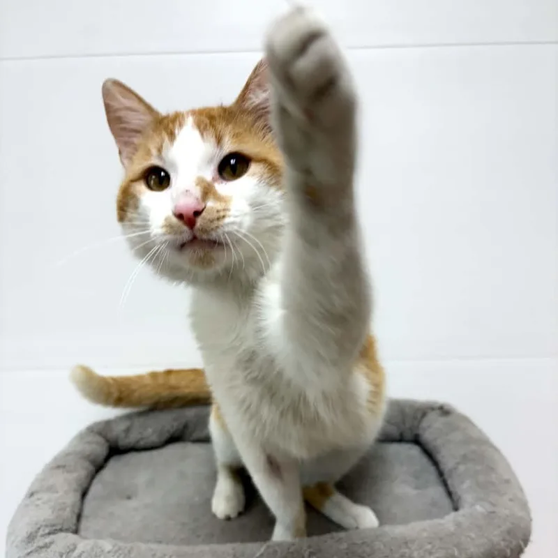 A young medium-sized male Domestic Short Hair cat named Snickers for adoption in Rushville, IL