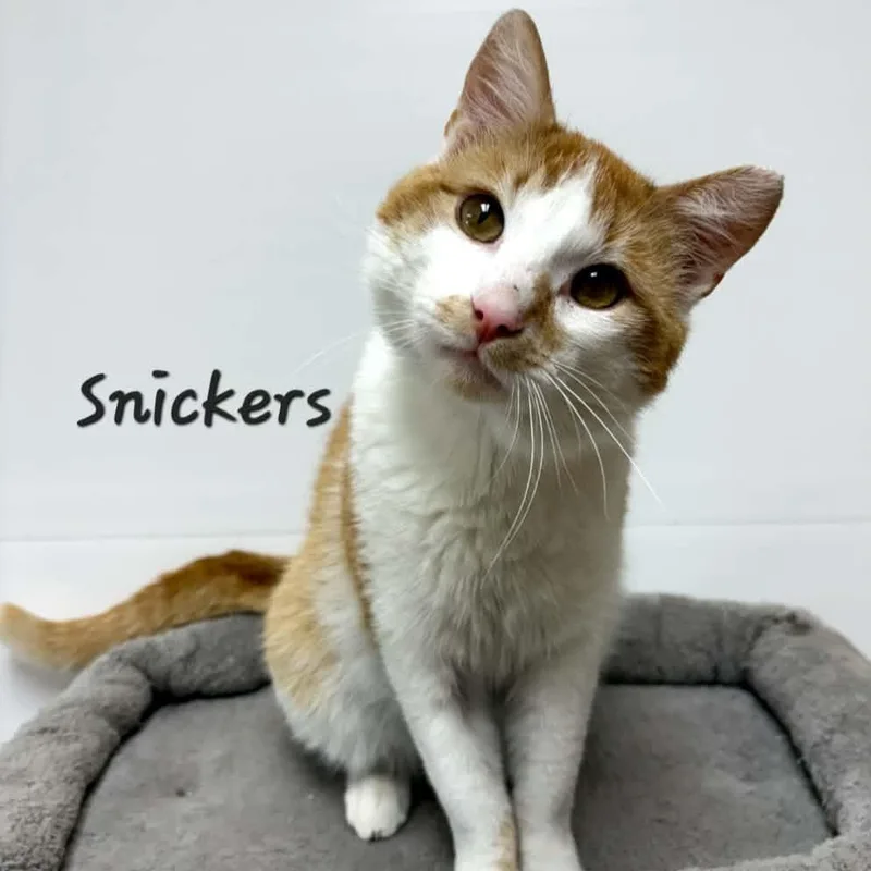 Snickers thumbnail 2