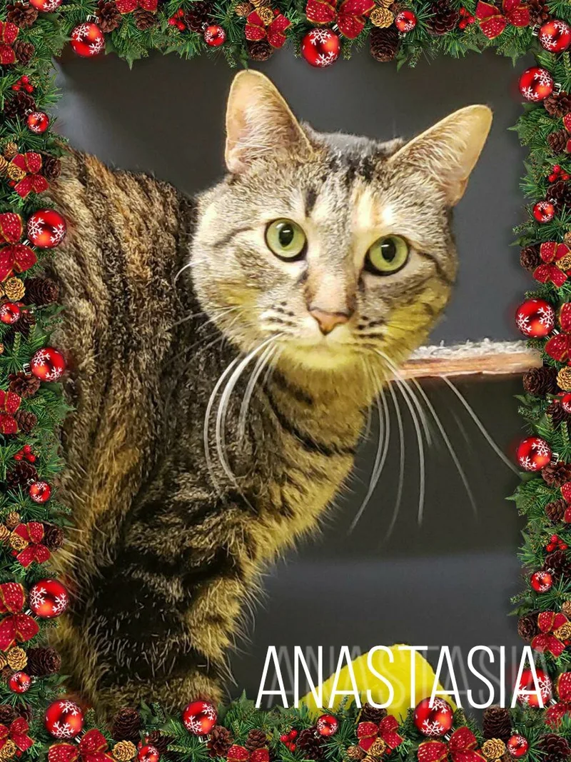 Anastasia