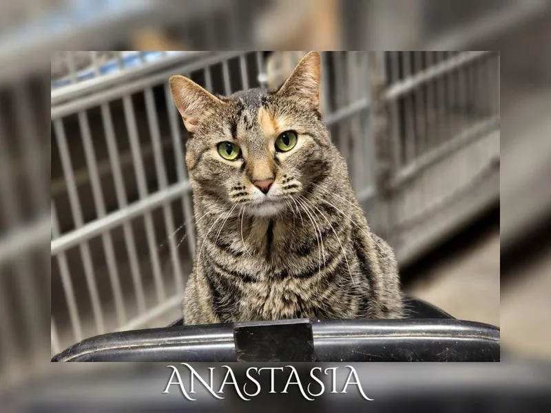 Anastasia thumbnail 2