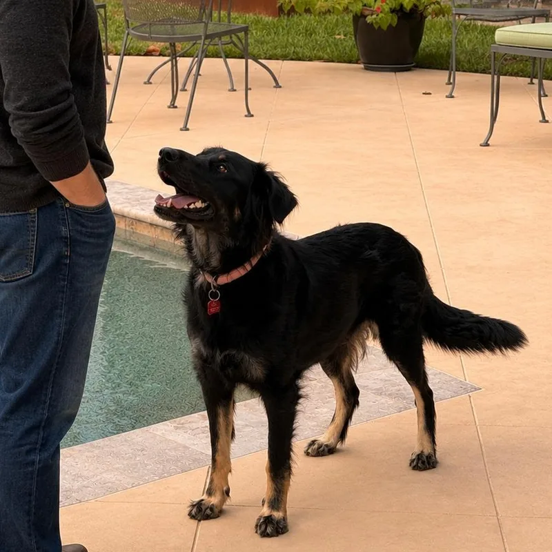 A young medium-sized female Black Flat-Coated Retriever dog named Bella for adoption in Houston, TX