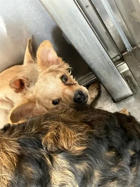 A young small-sized female Mixed Breed dog named Peaches for adoption in Dallas, TX