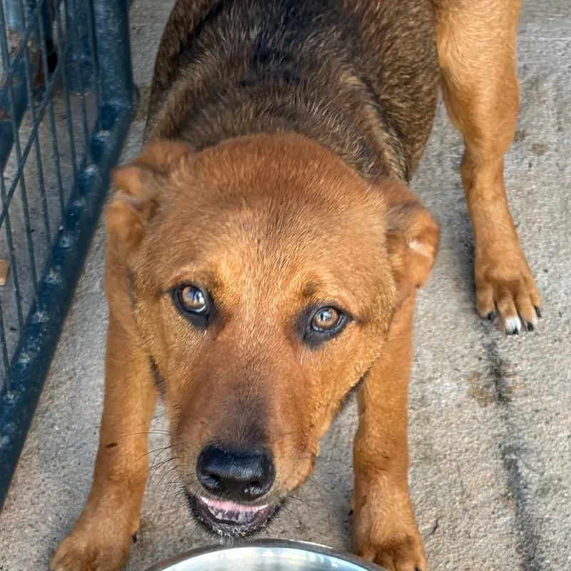 A young medium-sized male Black Mixed Breed dog named Darrell for adoption in Lake Jackson, TX