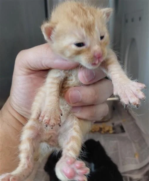 A baby medium-sized male Domestic Short Hair cat named A for adoption in Houston, TX