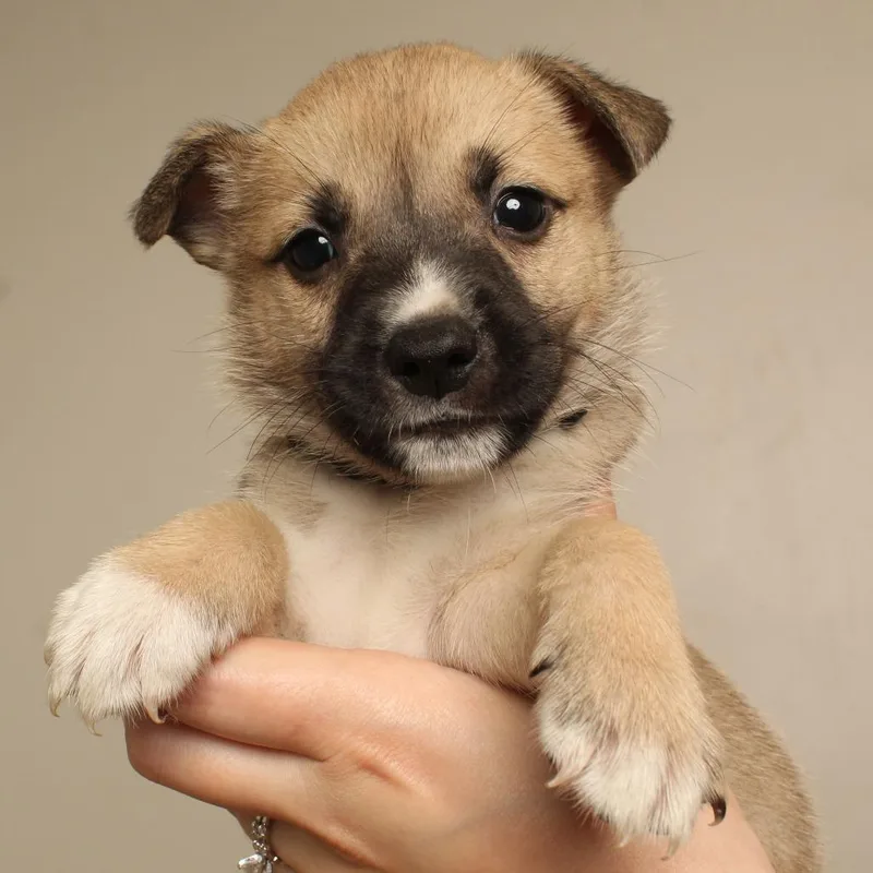 A baby medium-sized male Pit Bull Terrier dog named Ghoul D for adoption in Minnetonka, MN