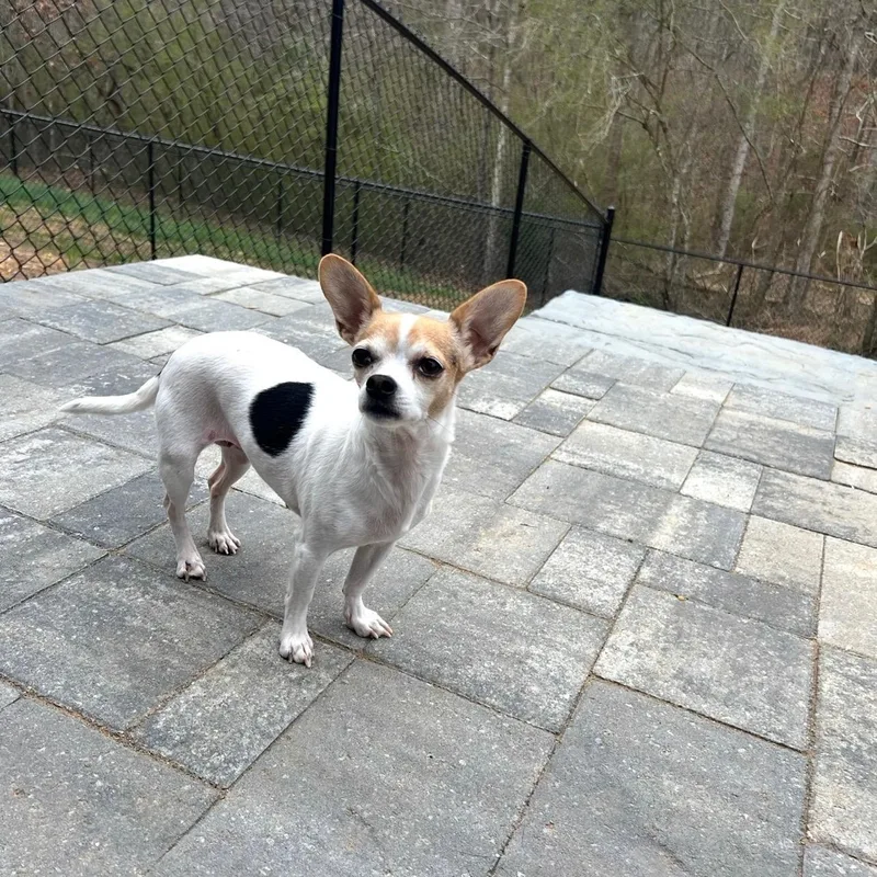An adult small-sized female Chihuahua dog named Sally for adoption in Marietta, GA