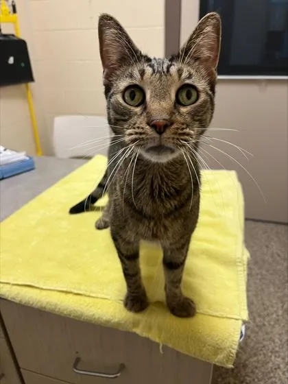 An adult medium-sized male Domestic Short Hair cat named Mr. Frizzle for adoption in Westland, MI
