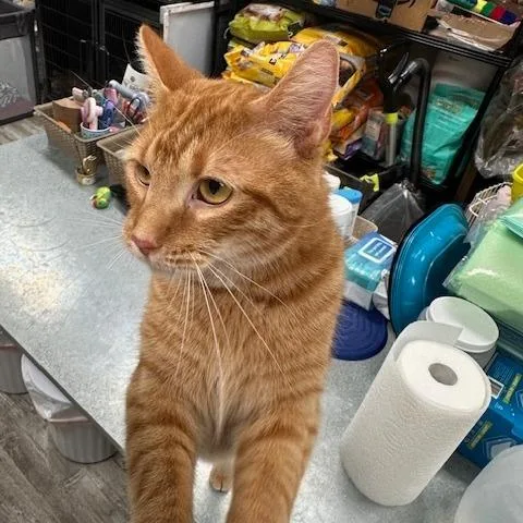 An adult small-sized male Orange / Red Domestic Short Hair cat named Zest for adoption in Greensburg, PA