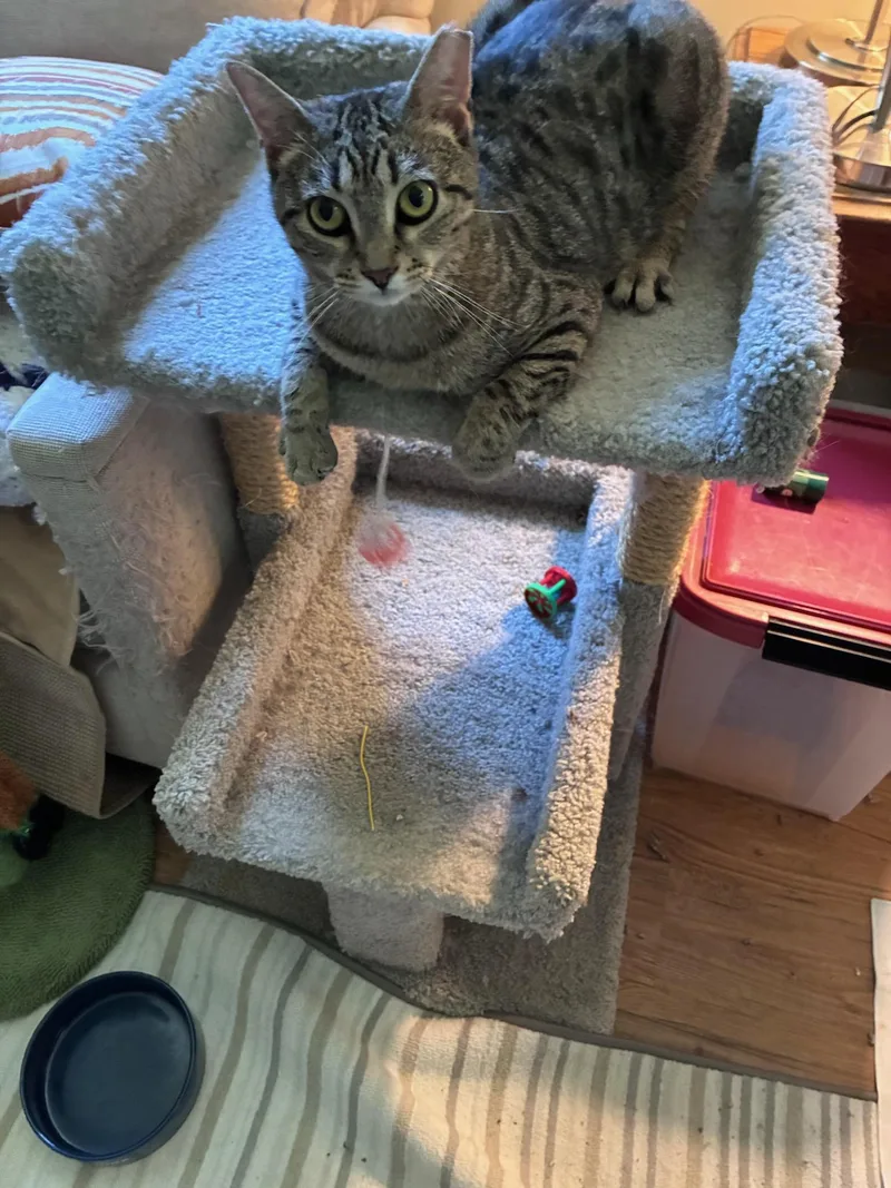 Savannah