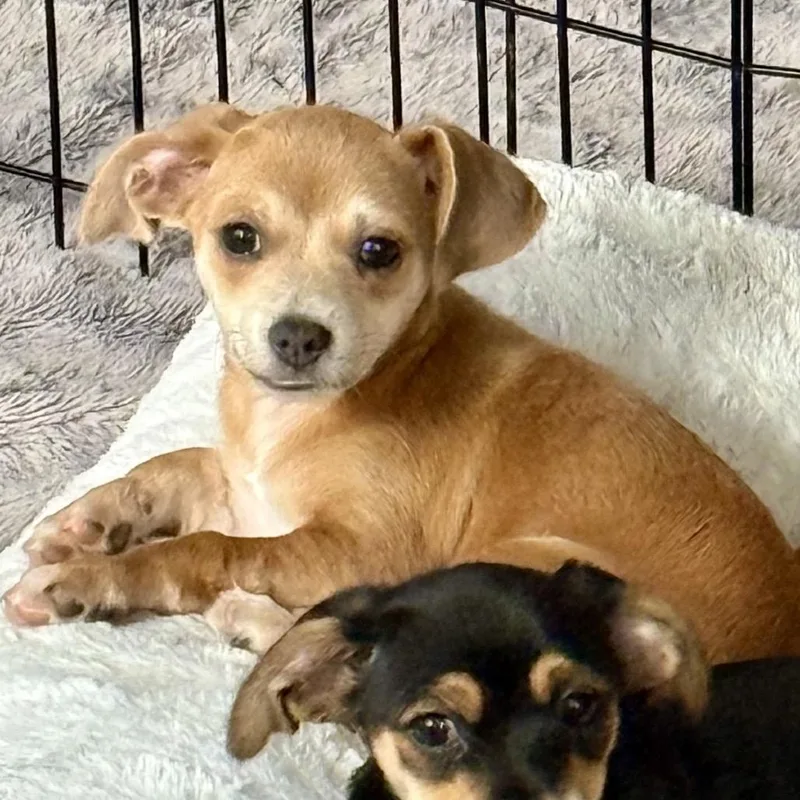 A baby small-sized female Chihuahua dog named Cotton for adoption in Fayetteville, GA