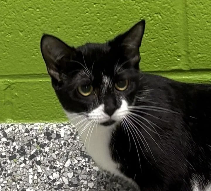 A baby medium-sized female Black Domestic Short Hair cat named Sundae for adoption in Jackson, MI