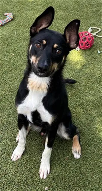 A young medium-sized male Mixed Breed dog named Stevie for adoption in Newton, NC