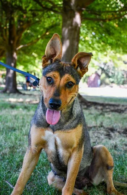 An adult large-sized female German Shepherd Dog dog named Julia for adoption in Yakima, WA
