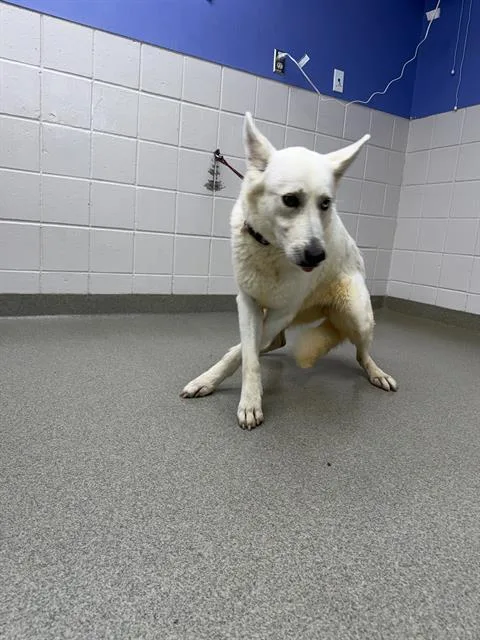 An adult large-sized female German Shepherd Dog dog named Snowfire for adoption in Omaha, NE