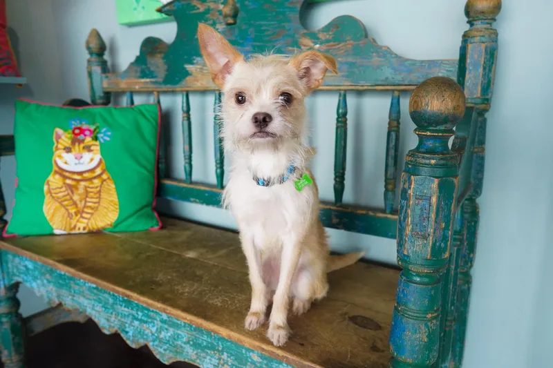 An adult small-sized female Yellow / Tan / Blond / Fawn Chihuahua dog named Praline for adoption in San Antonio, TX