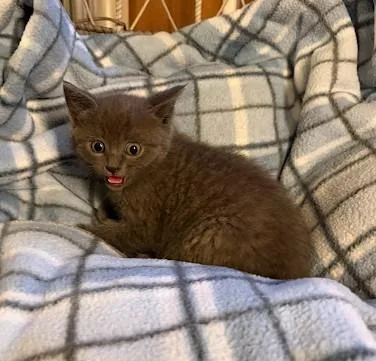A baby medium-sized female Gray / Blue / Silver Domestic Short Hair cat named Purple Rain for adoption in Andover, MN
