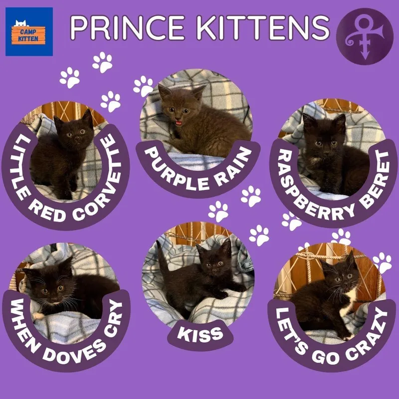 Purple Rain thumbnail 5