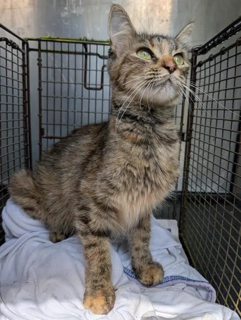 An adult small-sized female Domestic Short Hair cat named Precious for adoption in San Antonio, TX