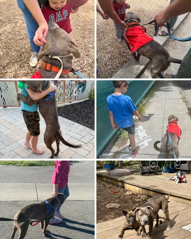 A young medium-sized male Gray / Blue / Silver Mixed Breed dog named Drumstick for adoption in San Francisco, CA