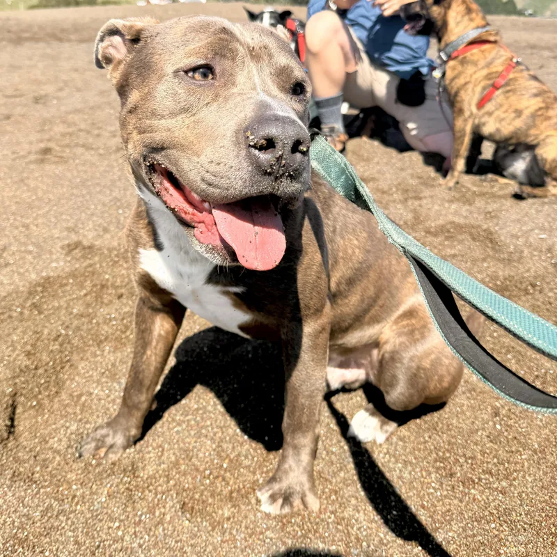 Drumstick thumbnail 3