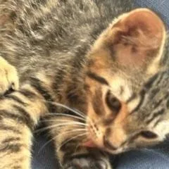 A baby medium-sized male Tabby (Brown / Chocolate) Domestic Short Hair cat named Tonto for adoption in Berkeley Heights, NJ