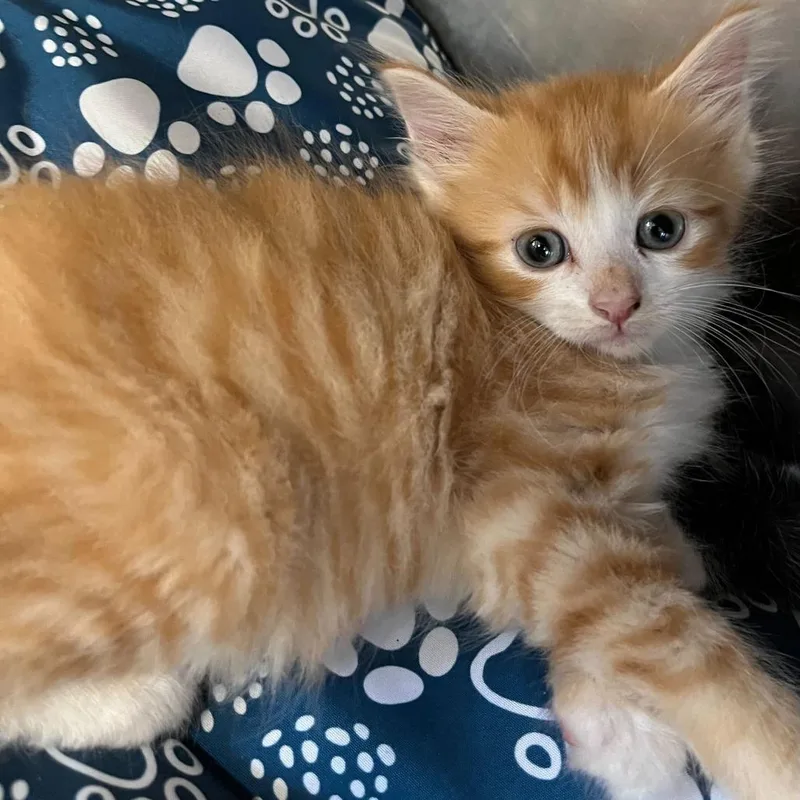 A baby small-sized male Orange / Red Domestic Medium Hair cat named "Cheese Puff" for adoption in Perkiomenville, PA