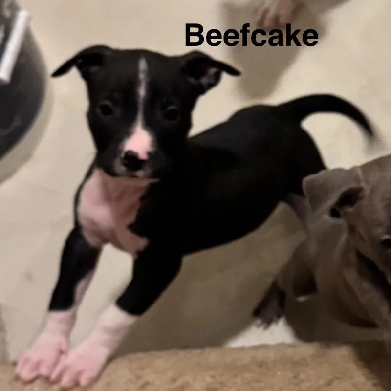 A baby medium-sized male Black Pit Bull Terrier dog named Beefcake for adoption in Olathe, KS