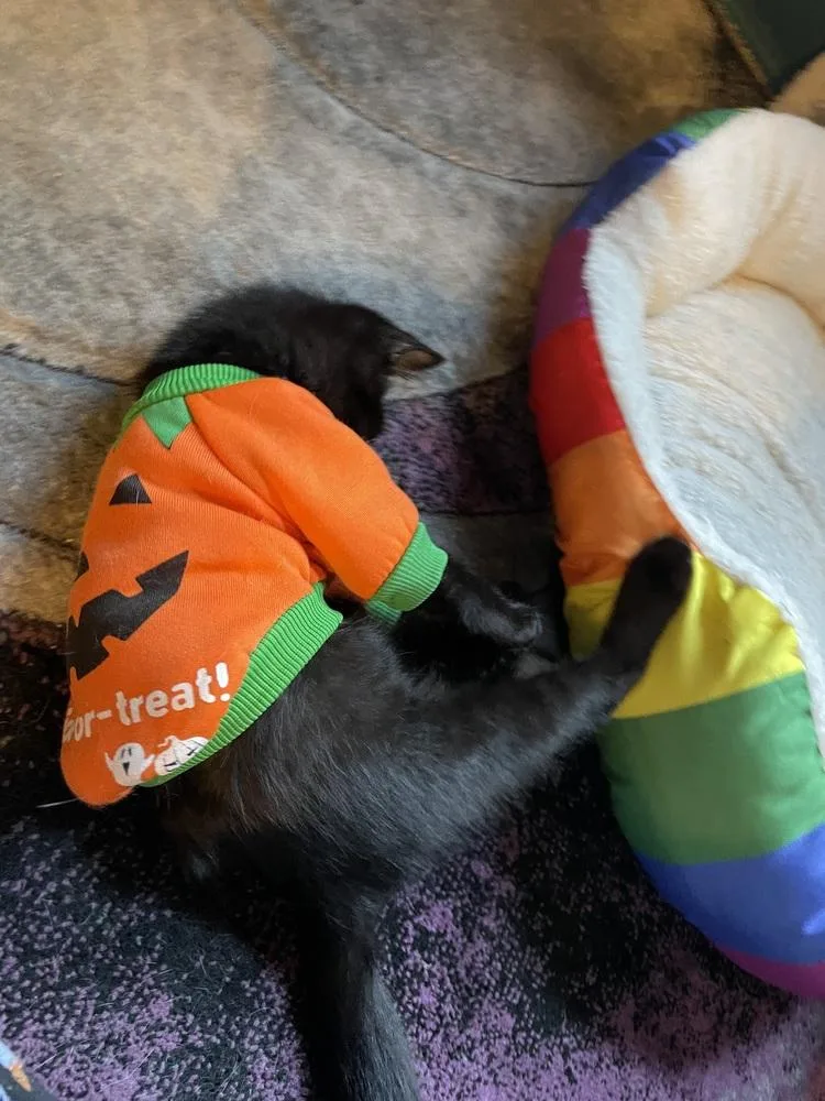 A baby small-sized male Maine Coon cat named Nico for adoption in Chicago, IL