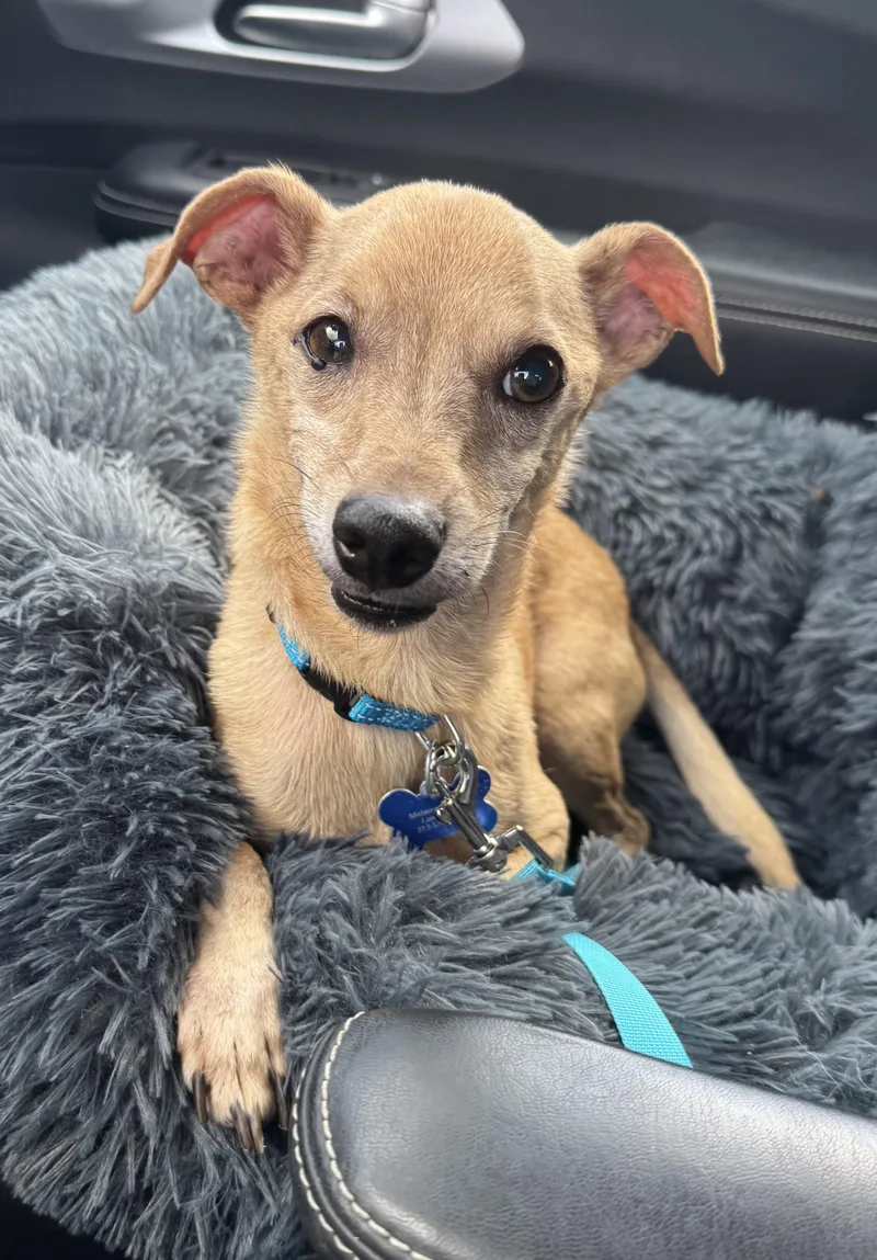 An adult small-sized male Red / Chestnut / Orange Chiweenie dog named Moe for adoption in Grosse Pointe Park, MI