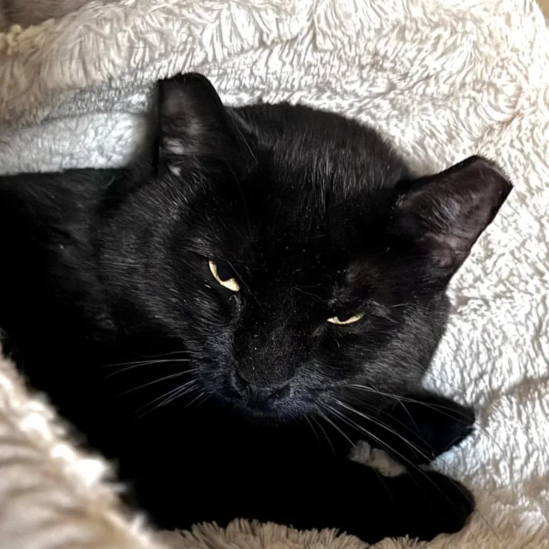 An adult large-sized male Black Domestic Short Hair cat named Franklin for adoption in Salisbury, MA