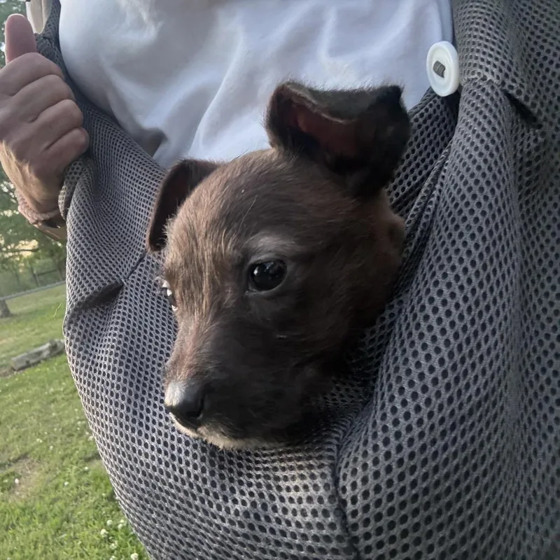 A baby medium-sized female Brown / Chocolate Wirehaired Terrier dog named Ducky for adoption in Brownsboro, AL