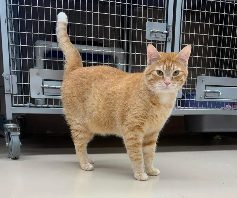 An adult extra large-sized male Tabby (Orange / Red) Domestic Short Hair cat named Tracker for adoption in Maryville, MO