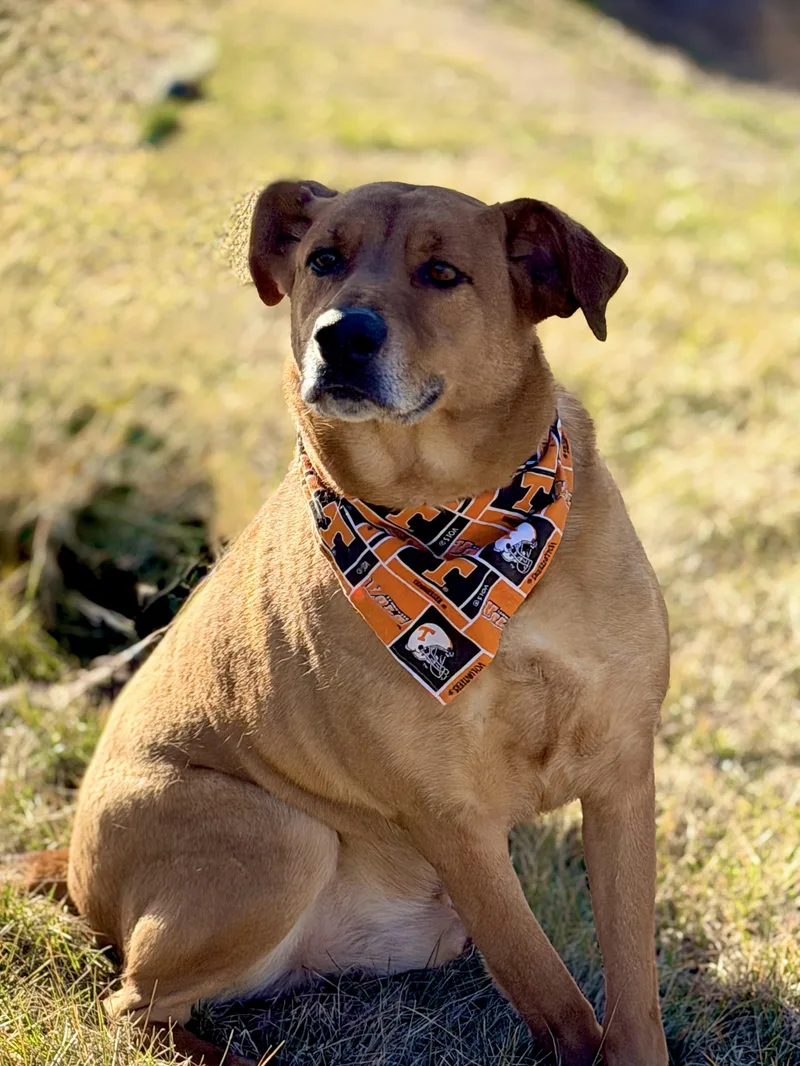 Joe Cocker thumbnail 2