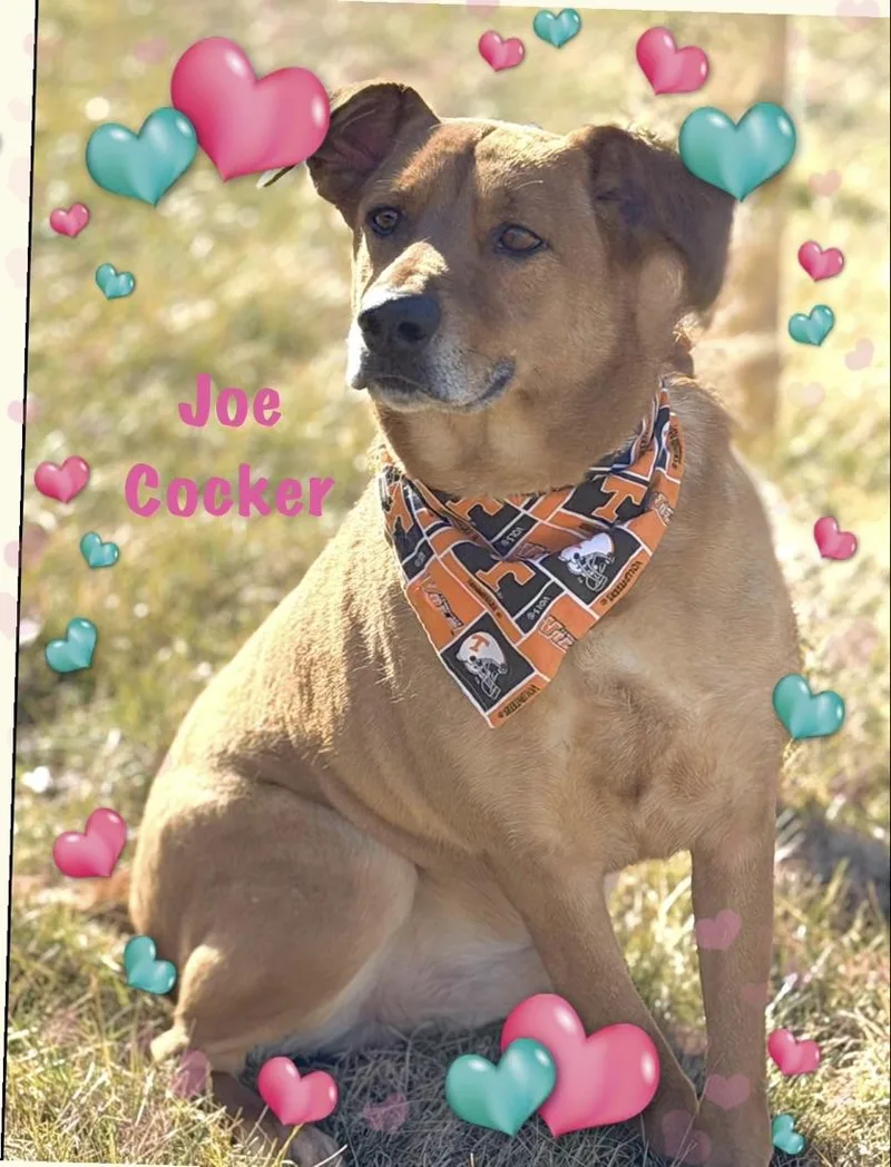 Joe Cocker thumbnail 5