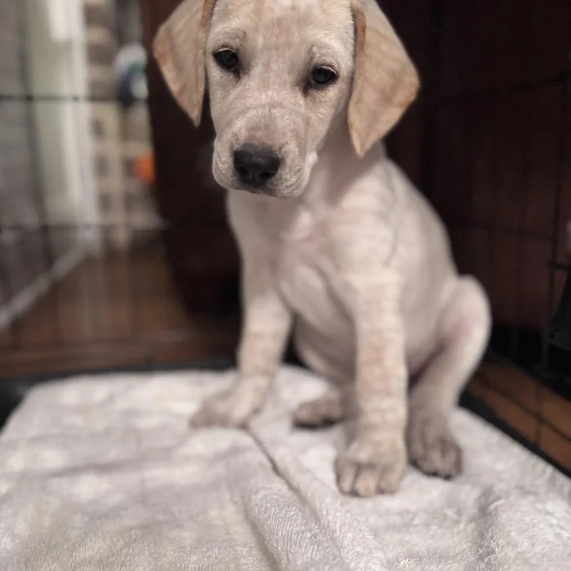 A baby medium-sized male Yellow / Tan / Blond / Fawn Beagle dog named Bandit for adoption in Cordova, TN