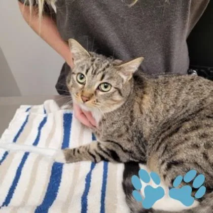 An adult small-sized female Brown / Chocolate Domestic Short Hair cat named Corn Chip for adoption in Sacramento, CA