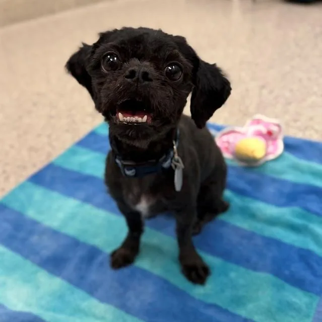An adult small-sized male Shih Tzu dog named Zero for adoption in Brighton, CO