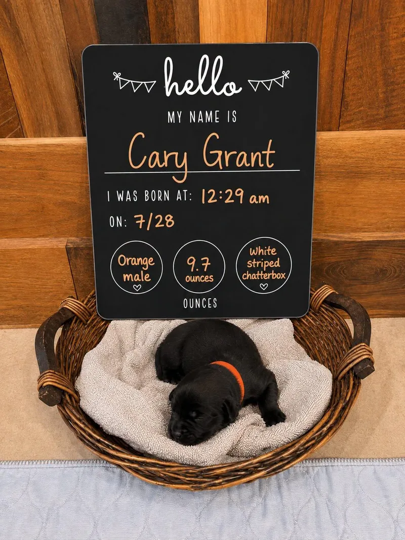 A baby large-sized male Mixed Breed dog named Cary Grant for adoption in Memphis, TN