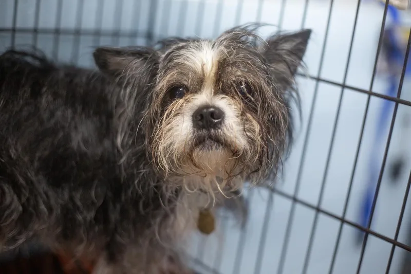 A senior small-sized male Boston Terrier dog named Spike for adoption in Mountain Home, AR