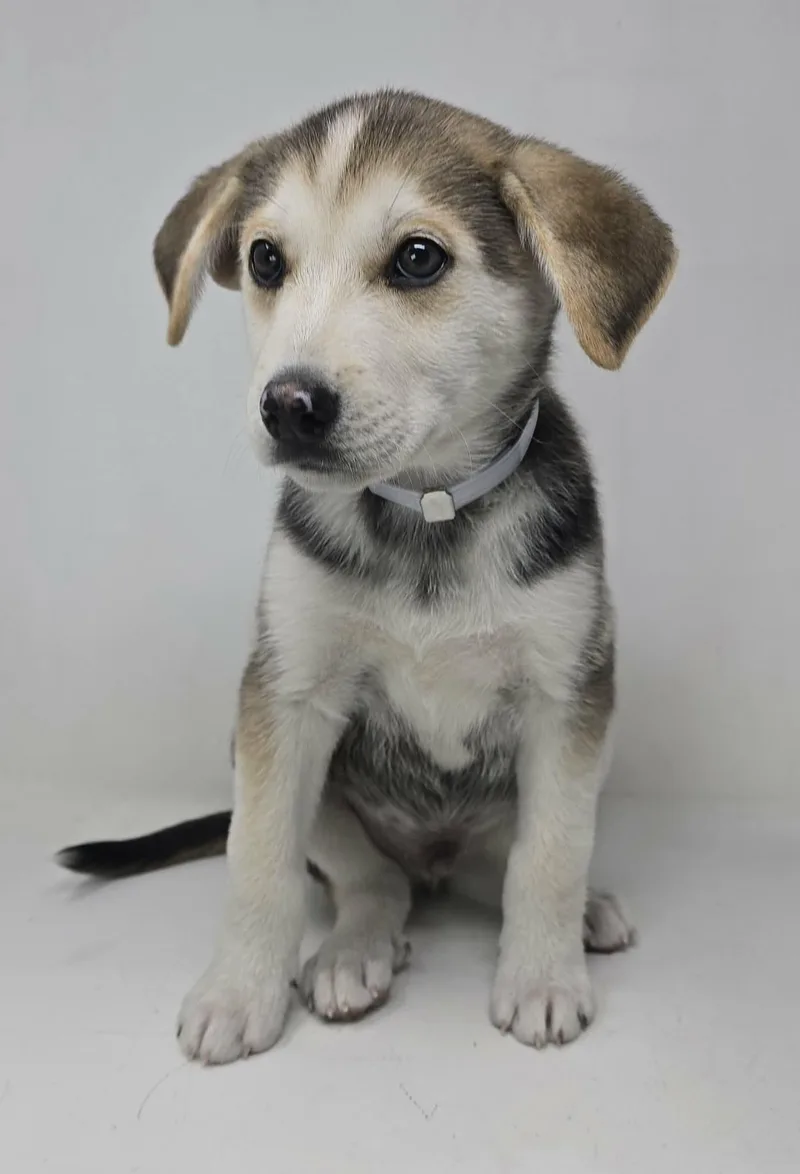 A baby medium-sized male Tricolor (Brown, Black, & White) Husky dog named Proud for adoption in Newport, TN
