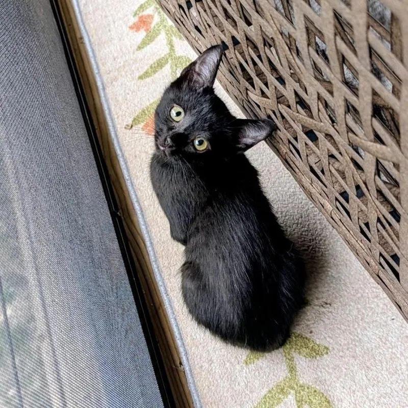 A baby small-sized male Domestic Short Hair cat named Hex for adoption in Bentonville, AR