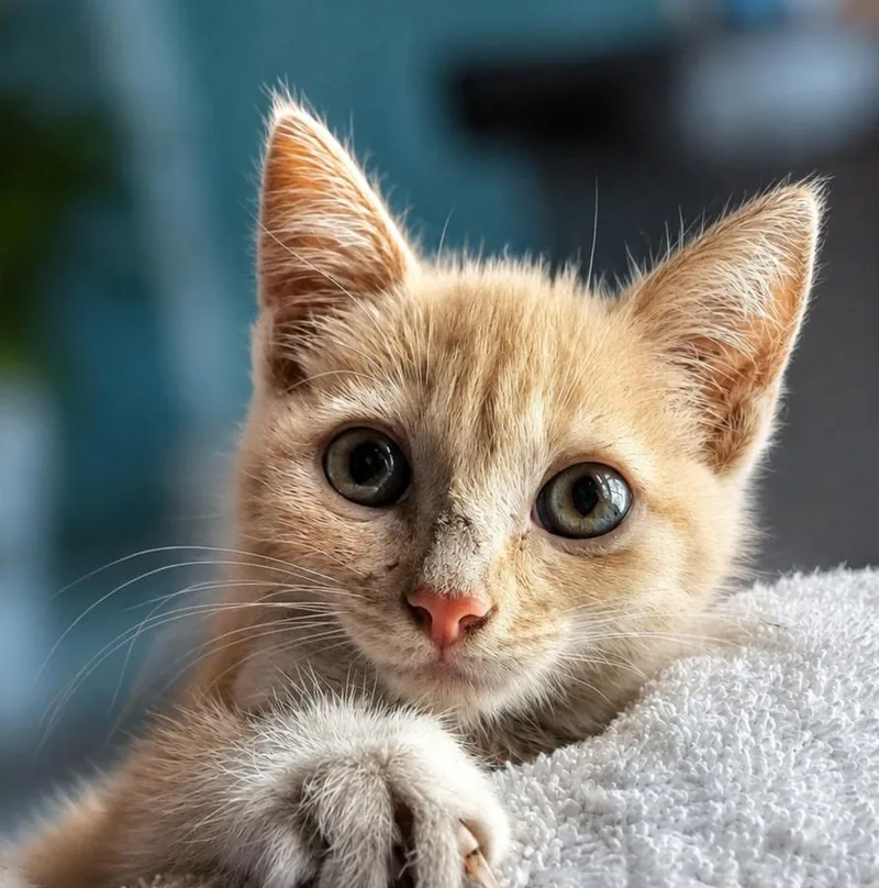 A baby medium-sized male Orange & White Domestic Short Hair cat named Weasley for adoption in San Antonio, TX
