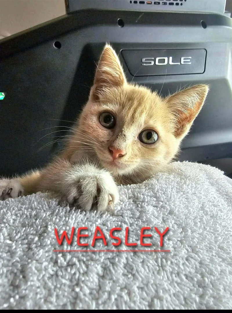 Weasley thumbnail 4