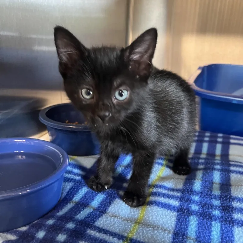 A baby small-sized female Black Domestic Short Hair cat named Mugsly for adoption in Hinsdale, IL