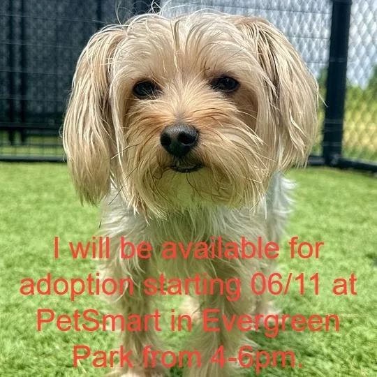An adult small-sized male Yellow / Tan / Blond / Fawn Yorkshire Terrier dog named Alfie for adoption in Matteson, IL