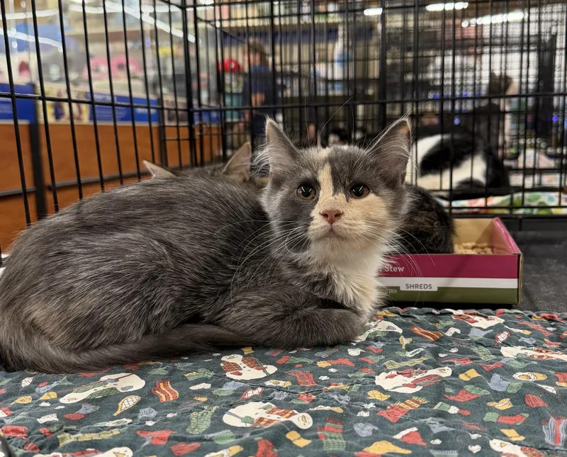 A young medium-sized female Domestic Medium Hair cat named Bonita for adoption in Columbia, SC