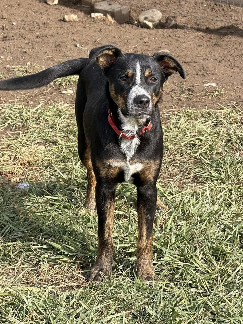 Four Siblings ~ Caden thumbnail 2