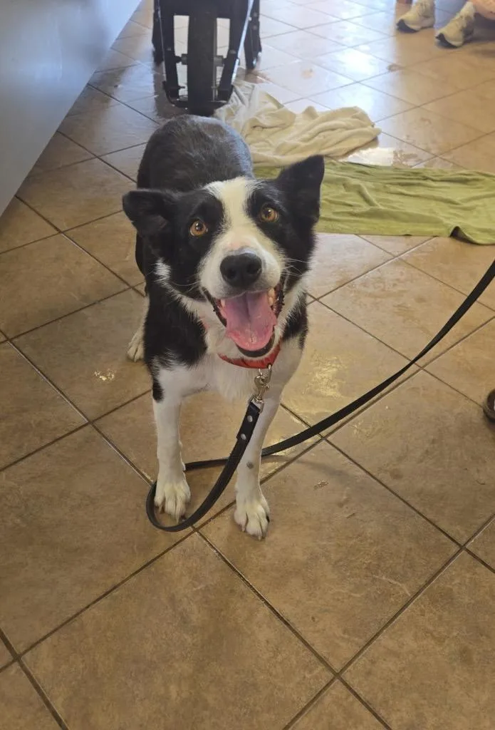 A young medium-sized female Border Collie dog named Lilac for adoption in Marion, OH